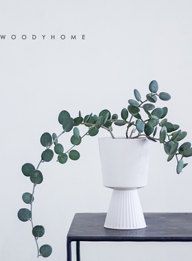 本木庐舍丨多分支碧雷鼓植物盆栽 肉质厚实圆形叶片桌面多肉萌物