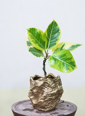 花叶富贵榕植物造型室内耐阴美观