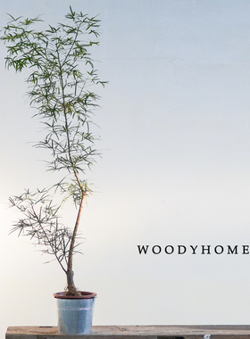 本木庐舍丨稀有昆士兰瓶树瓶干树室内植物盆栽瓶杆树绿植侘寂风