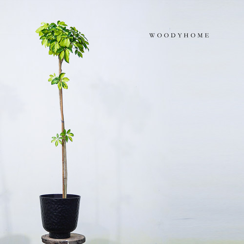 鹅掌柴鸭脚木简约设计师款耐阴