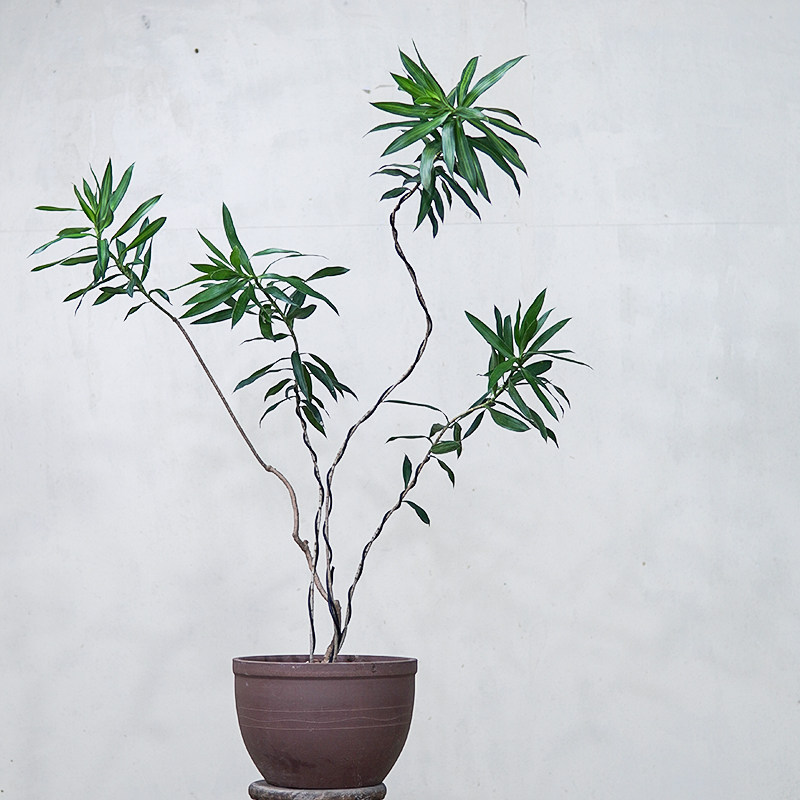 本木庐舍丨百合竹植物盆栽 四季常青 室内耐阴 造型优美 短叶竹蕉