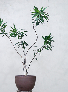 本木庐舍丨百合竹植物盆栽 四季常青 室内耐阴 造型优美 短叶竹蕉