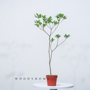 本木庐舍丨海桐绿植盆栽 造型海桐植物 开花结果 耐阴耐寒耐热