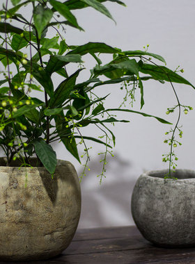 本木庐舍丨纯手工水泥韩国进口花盆 侘寂风花器摆件 矮胖盆器