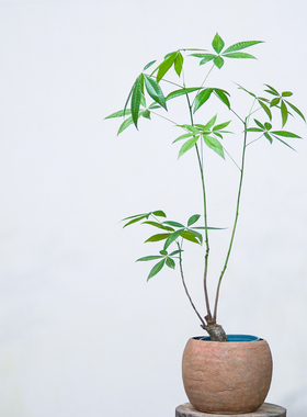 本木庐舍丨小发财树实生细杆植物盆栽 光瓜栗开业礼品 原生發財树