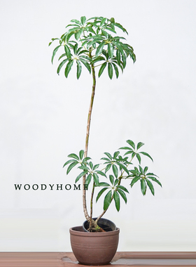 本木庐舍丨老桩日本大叶伞保罗盆栽  日系北欧大叶室内植物  好养