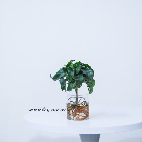 卷叶龙血树植物稀有室内外美观