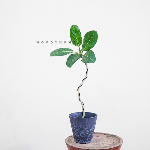 孟加拉榕室内耐阴大叶植物