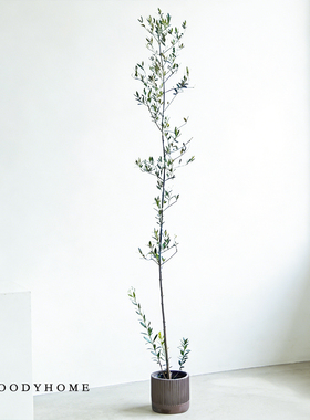 本木庐舍丨大小型落地油橄榄树绿植盆栽 日韩系植物 冷淡风 小叶