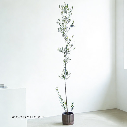 油橄榄树北欧日韩系冷淡风小叶系