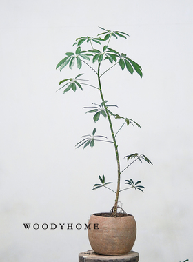 本木庐舍丨夏威夷鹅掌柴植物盆栽台湾细叶伞细叶保罗小叶保罗绿植