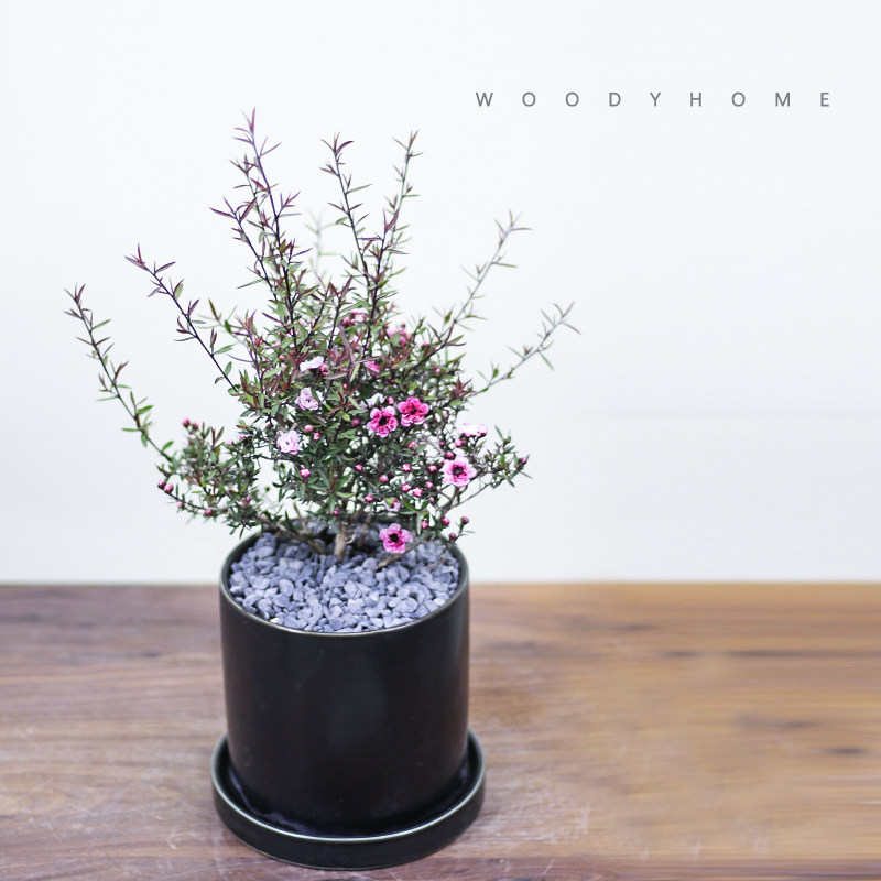 本木庐舍丨松叶牡丹 松红梅 常绿小灌木 桃金娘科 叶似松 花似梅