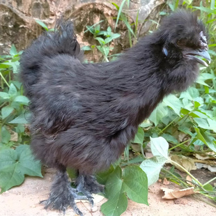 泰和乌鸡蛋10枚起正宗白凤乌鸡黑凤乌鸡受婧可付花钟蛋养殖观赏