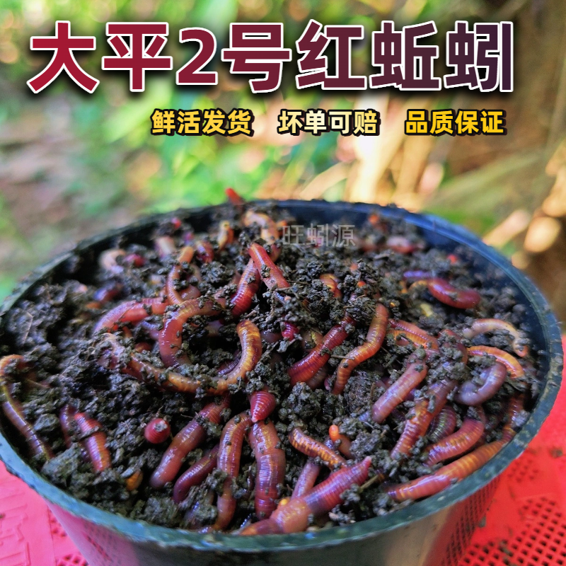 鲜活紫红蚯蚓种苗活饵红虫垂钓鱼饵料鲫鱼鲤鱼野钓黑坑鱼料打窝料
