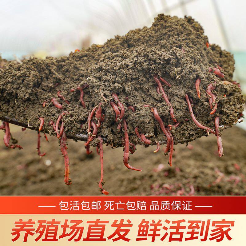 广西南宁蚯蚓活饵鲜活红蚯蚓垂钓鱼饵料鲫鱼鲤鱼野钓鱼料打窝料