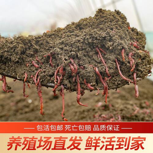 广西南宁蚯蚓活饵鲜活红蚯蚓垂钓鱼饵料鲫鱼鲤鱼野钓鱼料打窝料