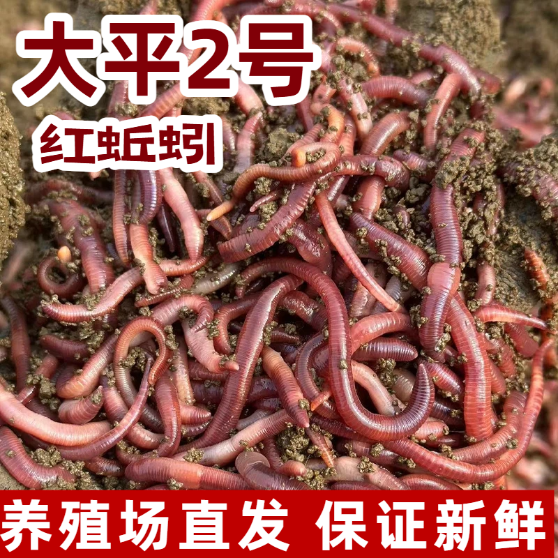 紫蚯蚓活饵鲜活红蚯蚓垂钓鱼饵料鲫鱼鲤鱼野钓鱼料打窝料,户外/登山/野营/旅行用品,活饵/谷麦饵等饵料,淘宝优惠券,粉丝福利购,淘宝优惠卷