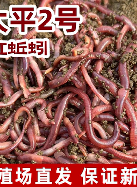 紫蚯蚓活饵鲜活红蚯蚓垂钓鱼饵料鲫鱼鲤鱼野钓鱼料打窝料