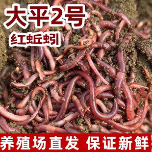 紫蚯蚓活饵鲜活红蚯蚓垂钓鱼饵料鲫鱼鲤鱼野钓鱼料打窝料