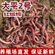 紫蚯蚓活饵鲜活红蚯蚓垂钓鱼饵料鲫鱼鲤鱼野钓鱼料打窝料