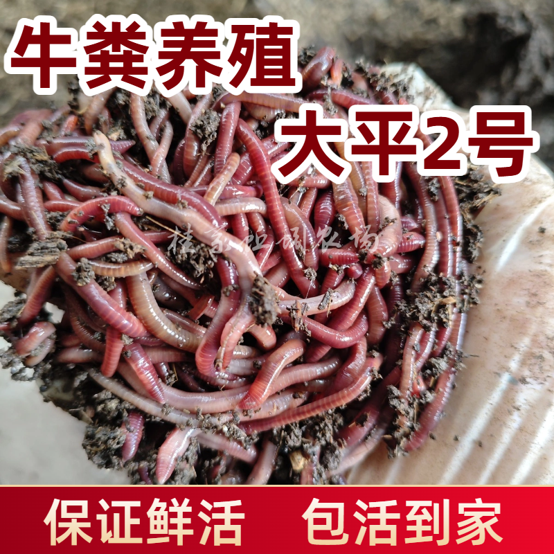 广西鲜活大平2号红蚯蚓活饵红虫活体鱼饵鲫鲤鱼野钓黑坑打窝鱼料