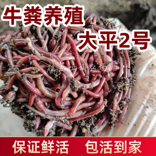 鲜活大平2号红蚯蚓活饵红虫活体