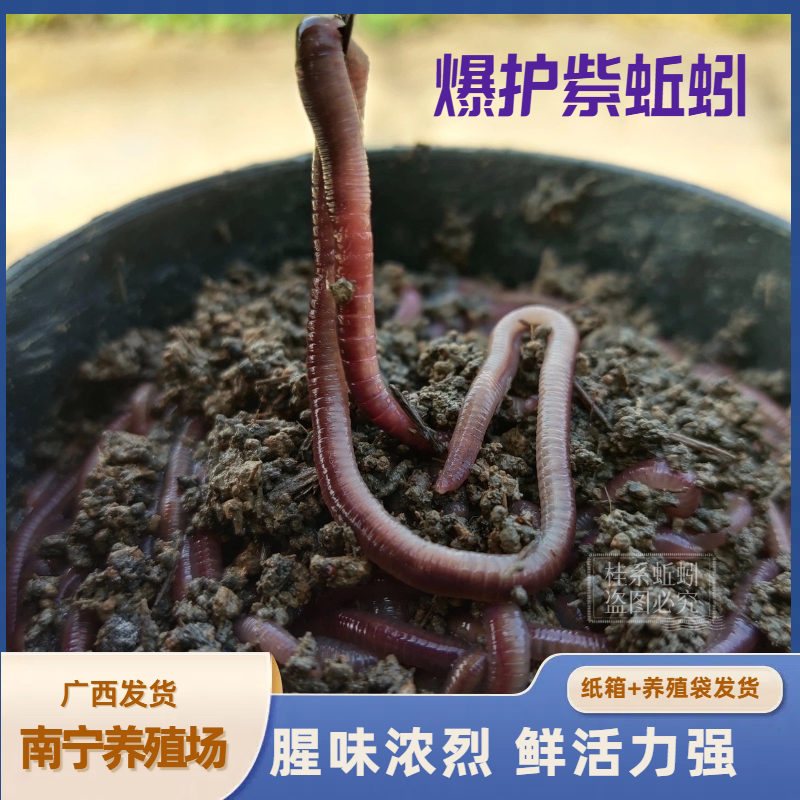 南宁大紫蚯蚓活饵鲜活蚯蚓垂钓鱼饵料鲫鱼鲤鱼野钓黑坑鱼料打窝料