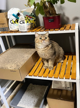 阳台多功能猫爬架猫砂盆置物架猫咪高脚花架二层大空间梯形收纳架