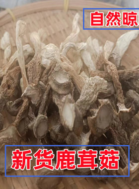 东北特产鹿茸菇干蘑菇煲汤鹿茸菌非野生山珍菌菇长白山干货250克