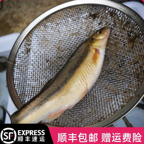 东北冷水柳根鱼河柳鱼泡鱼开江冰鲜速冻大号淡水包邮顺丰新鲜