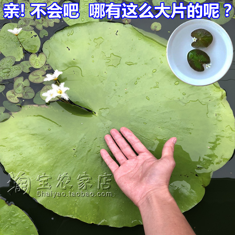 一叶莲碗莲浮水培植物花卉水莲花阳台客厅办公室印度荇菜神奇植物 鲜花速递/花卉仿真/绿植园艺 绿植 原图主图