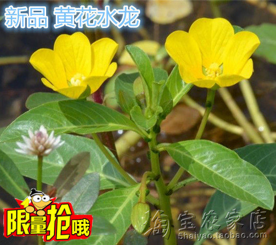 黄花水龙水草2019新品冲冠热卖抢鲜水培水生花卉水花生粉绿狐尾藻