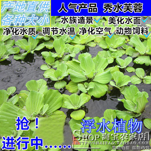 水芙蓉大漂庭院装饰净化