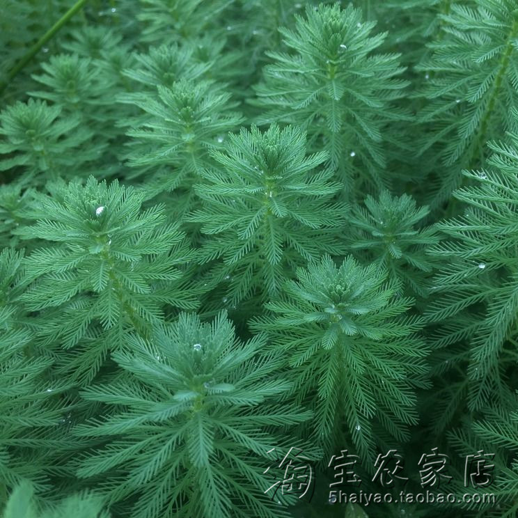 粉绿放放水里就会净化狐尾藻