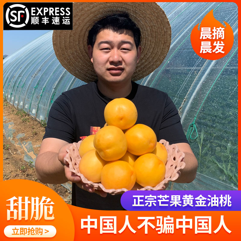 正宗甜黄桃新鲜现摘现发当季3大果黄金蜜油桃孕妇水果整箱礼盒5斤