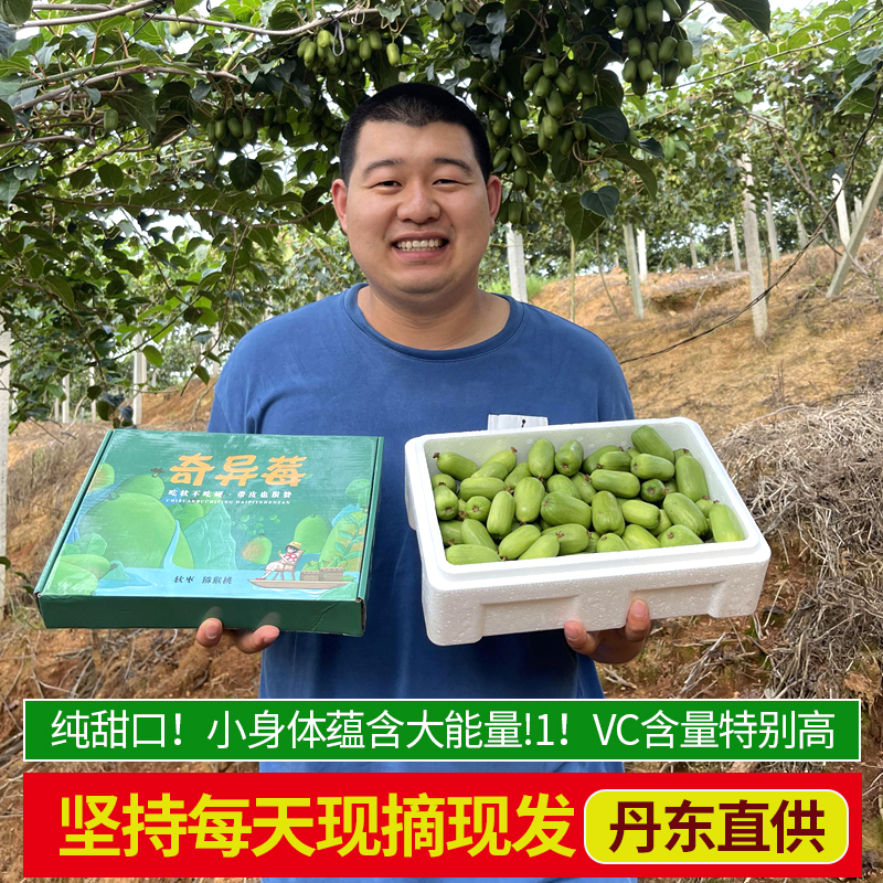 丹东无毛软枣猕猴桃顺丰包邮