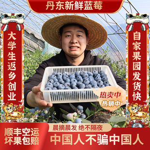 包邮 丹东新鲜大蓝莓鲜果孕妇应当季 水果宝宝辅食盒装 蓝梅整箱现摘