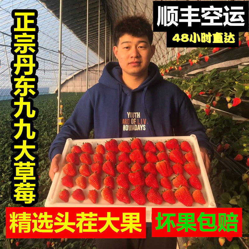 现摘现发大草莓丹东99红颜新鲜