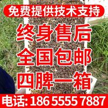 中蜂蜜蜂活体原箱原王4蜂子土蜂1