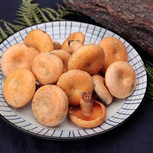 2026现货新鲜野生云南红枞菌谷熟菌雁来蕈寒菌重阳三九月菇松乳菇