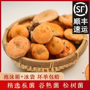 2026现货新鲜野生云南红枞菌谷熟菌雁来蕈寒菌重阳三九月菇松乳菇
