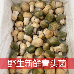 野生青头菌新鲜云南特产奶汁菌绿帽菌食用菌蘑菇煲汤食材顺丰空运