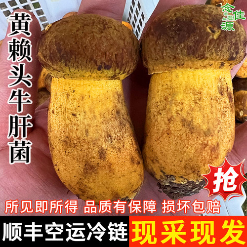 新鲜黄来头菌1000g顺丰空运