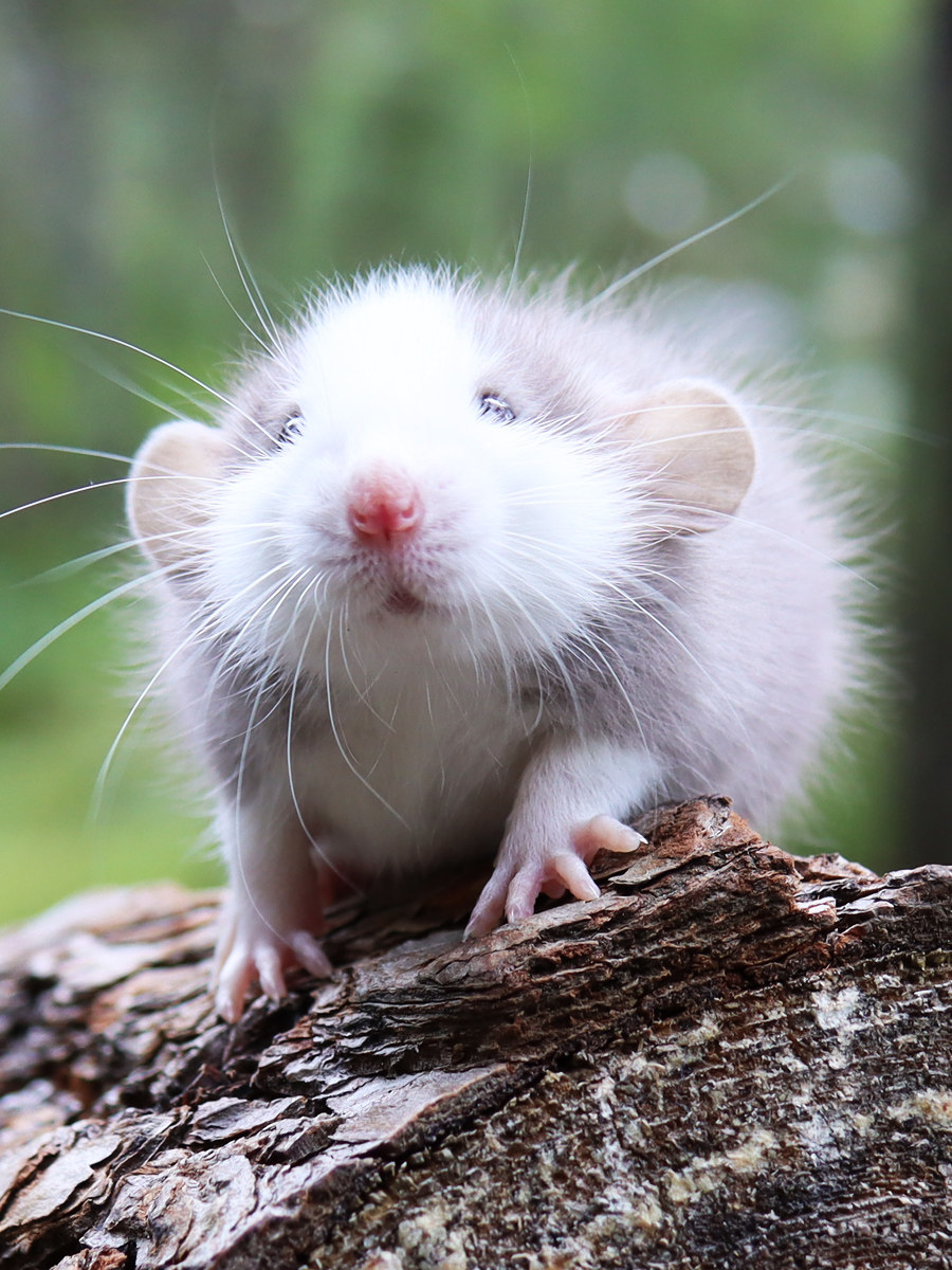 花枝鼠活体卷毛易养家养粘人小宠物活物宿舍网红儿童萌宠健康亲人