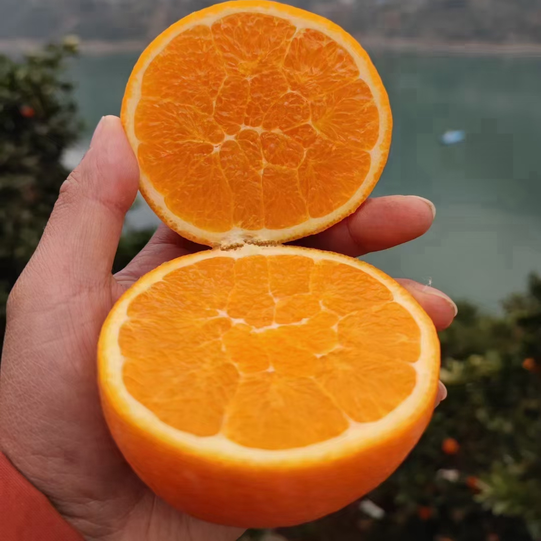 秭归纽荷尔脐橙10斤橙子新鲜当季水果整箱榨汁专用手剥橙冰糖甜橙
