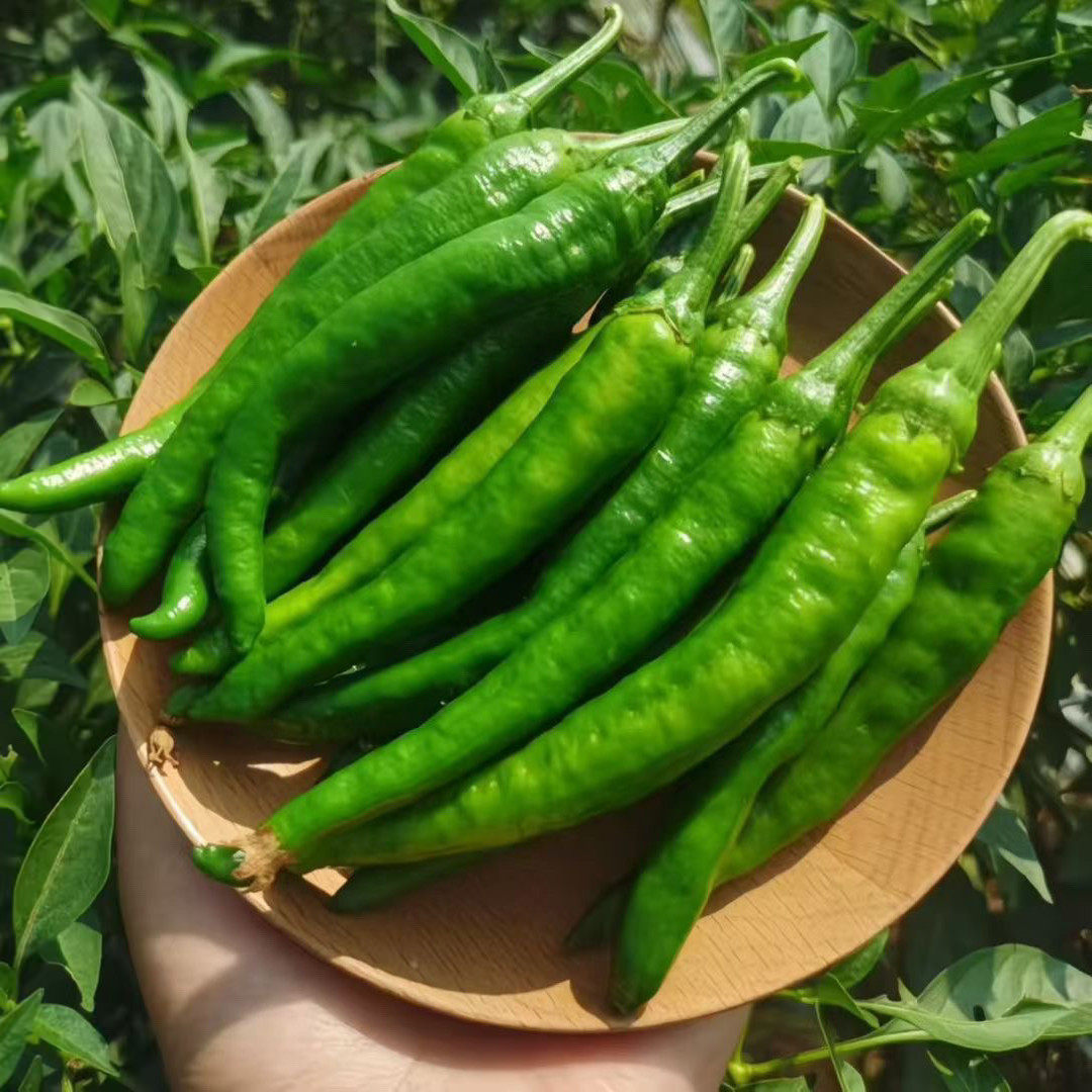 正宗湘研55号软薄皮青椒当季时令微辣软皮辣椒新鲜牛角椒虎皮尖椒