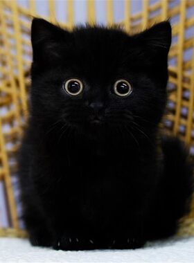 海口/繁育直营/孟买猫小黑豹纯种黑猫活体幼猫纯黑猫玄猫宠物猫活