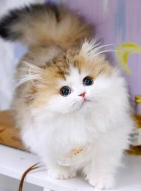 金加白拿破仑矮脚猫幼猫活体幼崽三花米努特小短腿纯种仙女宠物猫
