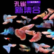 热门品种合集越南紫龙绣球满鳞极光天使彩虹金粉世家孔雀鱼热带鱼