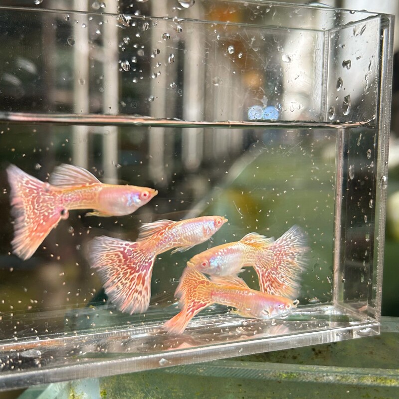 金属粉蕾丝孔雀鱼金粉蕾丝孔雀鱼图片